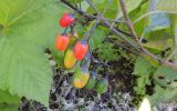 Solanum kitagawae