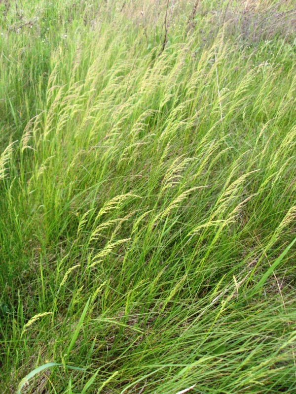 Image of Poa pratensis specimen.