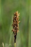 Carex melanostachya