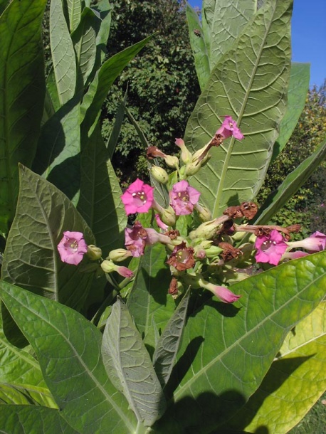 Изображение особи Nicotiana tabacum.