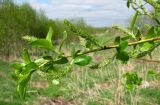 Salix myrsinifolia