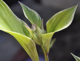 Hosta undulata