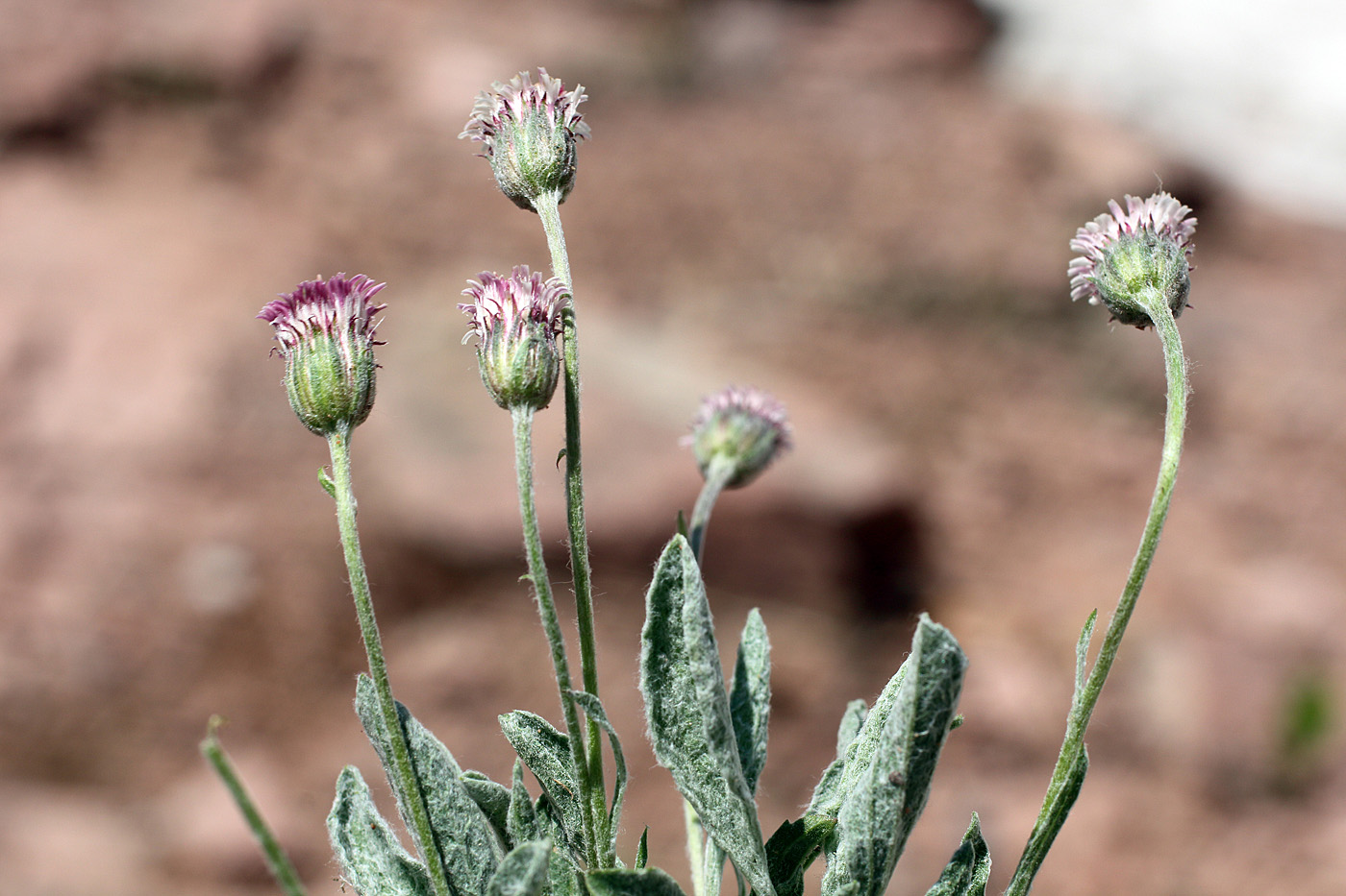 Image of Erigeron amorphoglossus specimen.