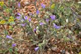 Campanula taurica. Цветущее растение в каменистой степи. Крым, Караньское плато. 31 мая 2014 г.