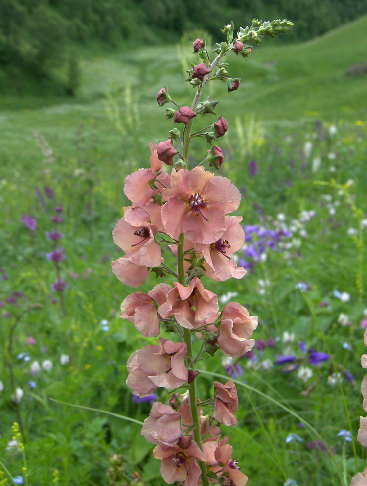 Image of Verbascum &times; ignescens specimen.