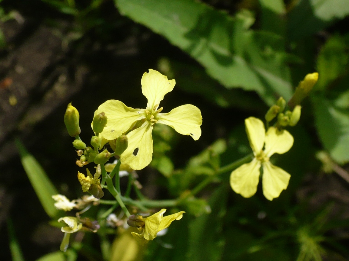 Изображение особи Raphanus raphanistrum.