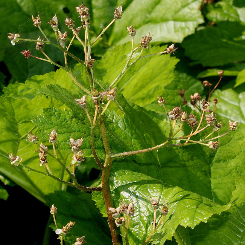 Image of Darmera peltata specimen.