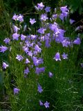 Campanula rotundifolia. Цветущие растения (высота около 40 см). Киев, Святошинский лес. 16 июля 2009 г.