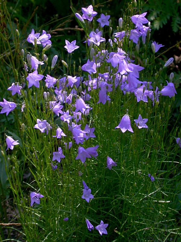 Image of Campanula rotundifolia specimen.