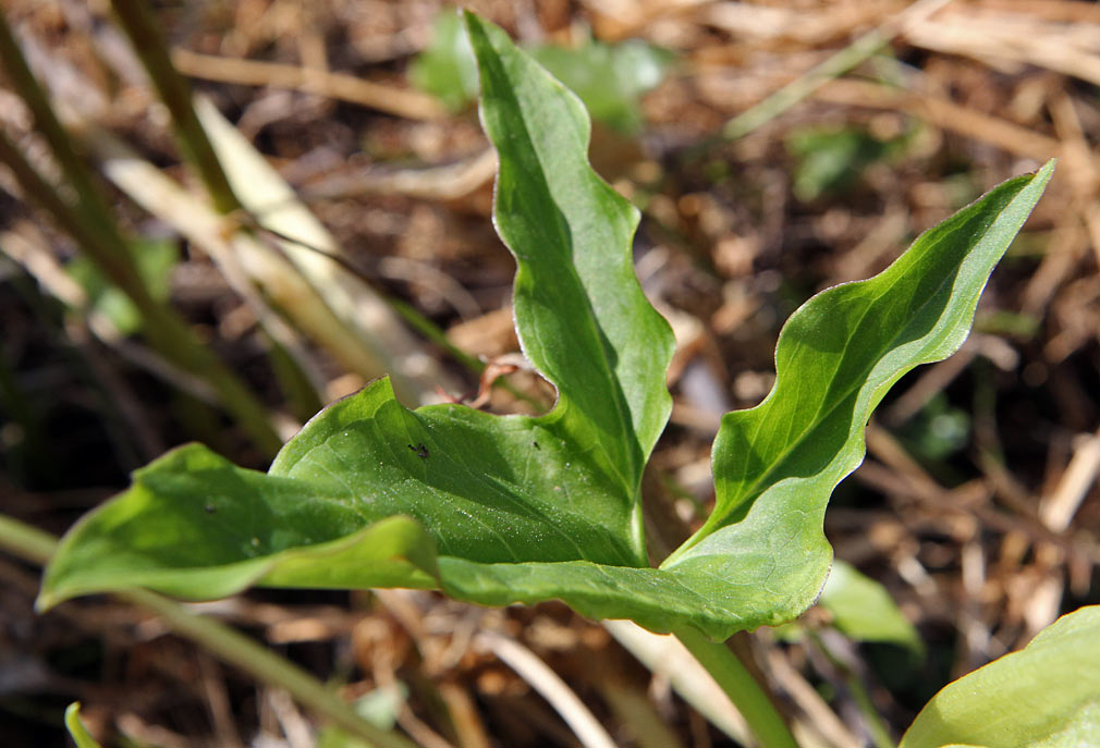 Изображение особи Arum italicum.