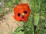 Papaver litwinowii