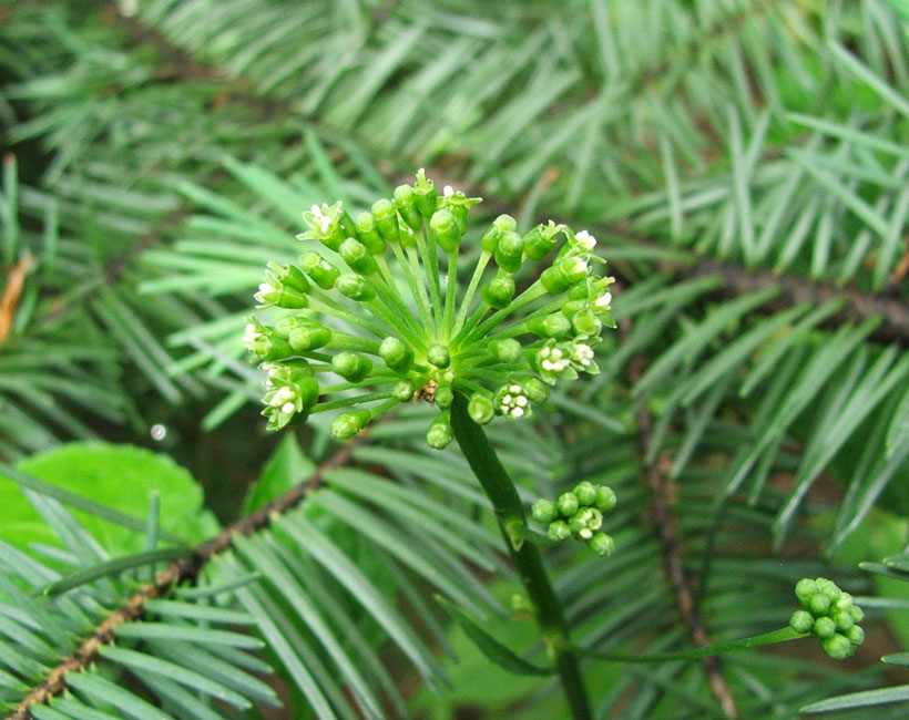 Изображение особи Panax ginseng.