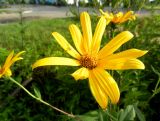 Helianthus tuberosus
