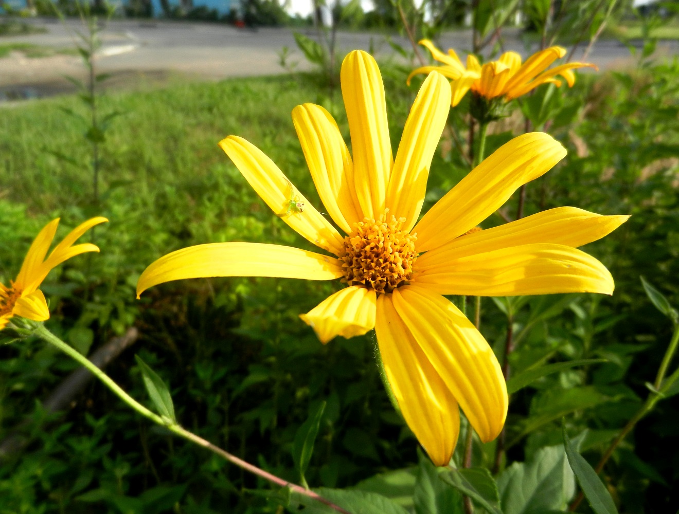 Изображение особи Helianthus tuberosus.