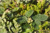 Rubus saxatilis