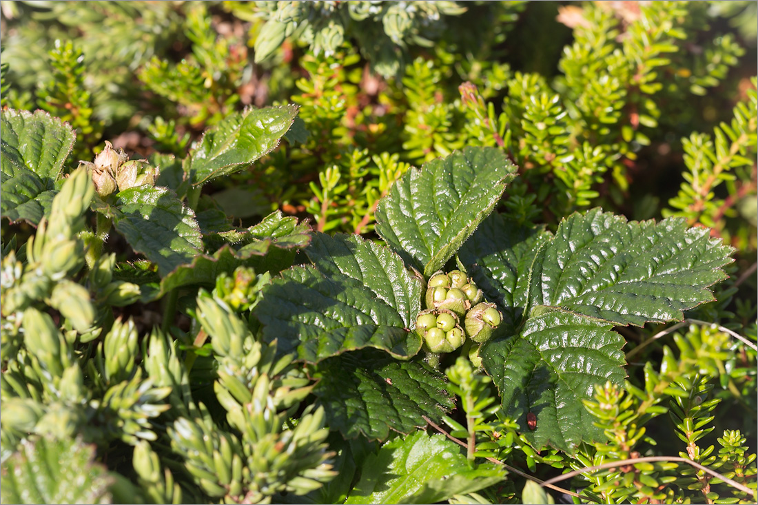 Image of Rubus saxatilis specimen.