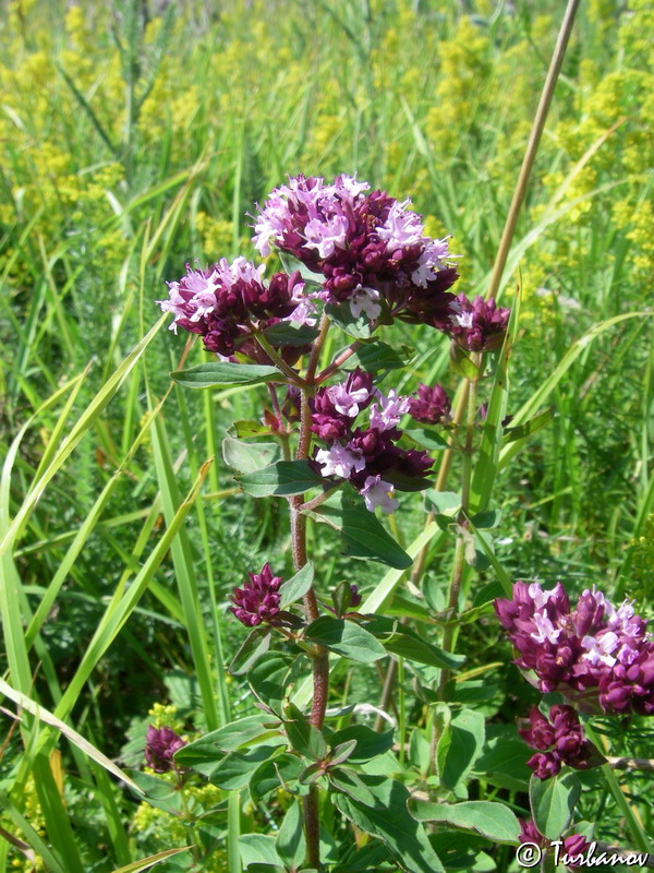 Изображение особи Origanum vulgare.