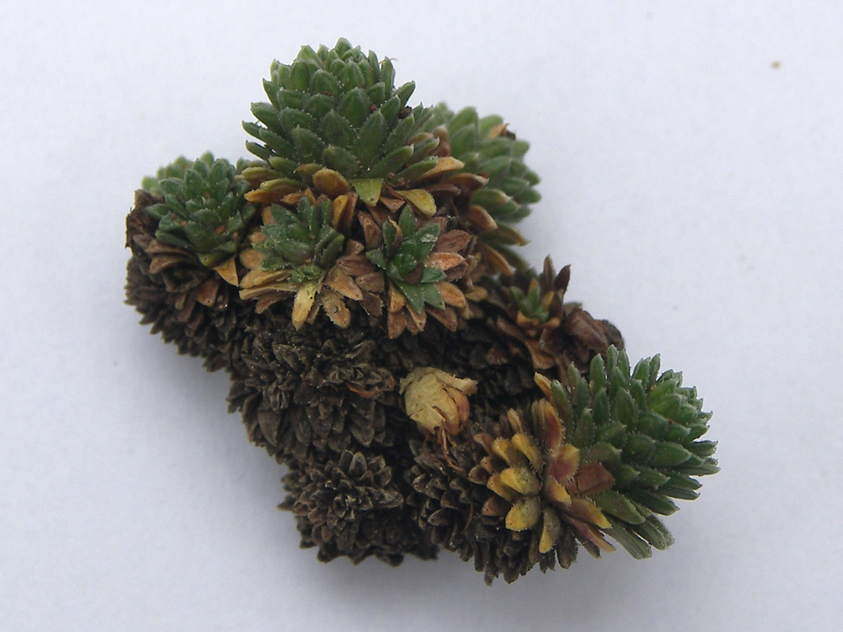 Image of Saxifraga unifoveolata specimen.