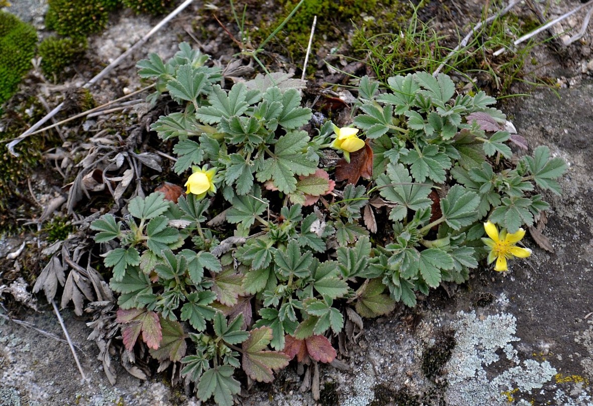 Изображение особи Potentilla incana.