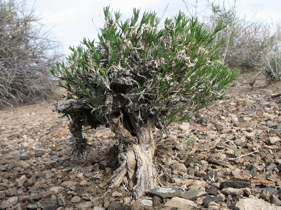 Image of Arthrophytum iliense specimen.