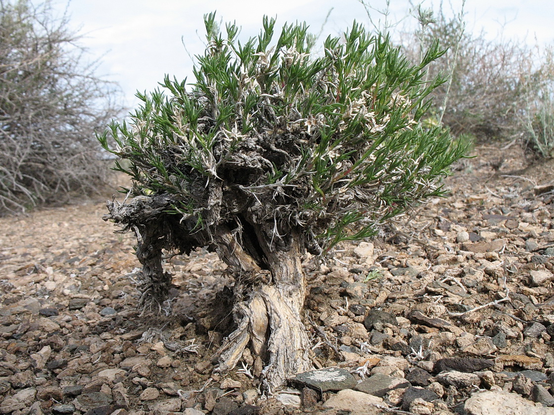 Изображение особи Arthrophytum iliense.