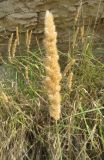 Calamagrostis glomerata