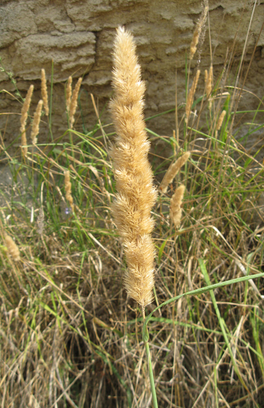 Изображение особи Calamagrostis glomerata.