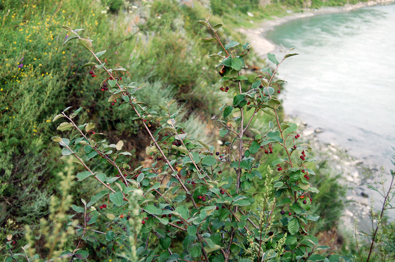 Image of Cotoneaster melanocarpus specimen.