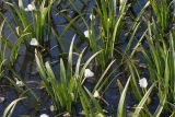 Stratiotes aloides