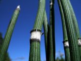 Equisetum hyemale