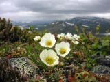 Dryas punctata