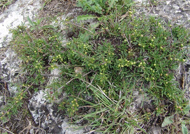 Image of Rhamnus erythroxyloides specimen.