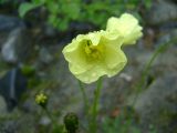 Papaver lapponicum