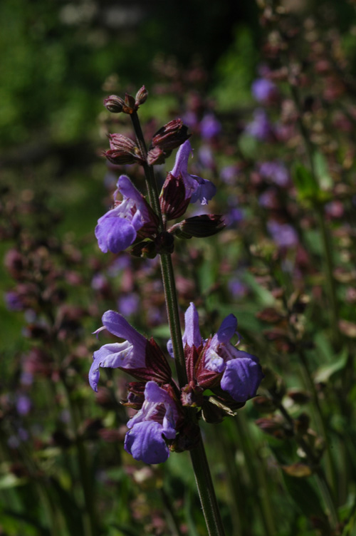 Изображение особи Salvia officinalis.