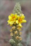 Verbascum ovalifolium