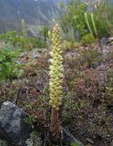 Orostachys spinosa