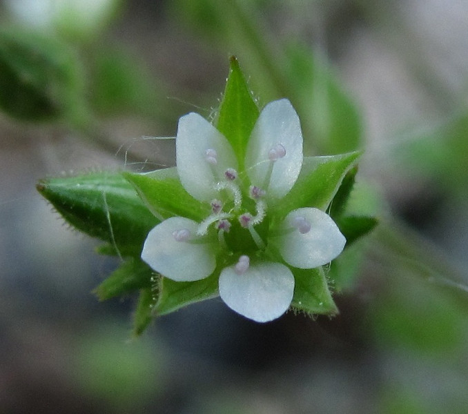 Image of Arenaria uralensis specimen.