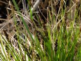 Carex appropinquata