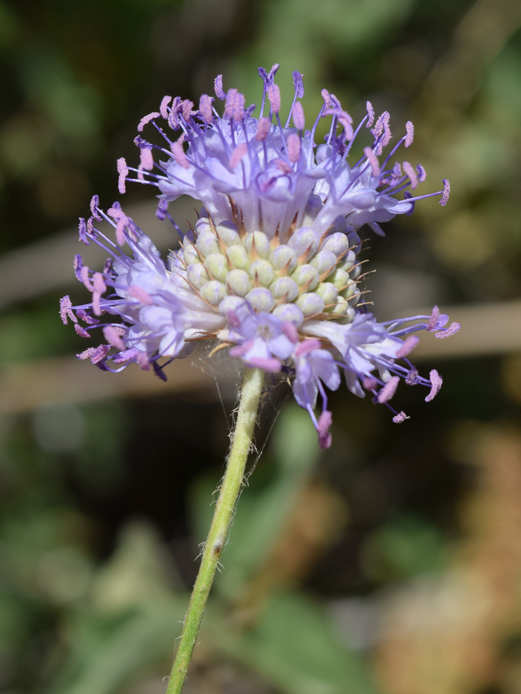 Изображение особи Dipsacus dipsacoides.