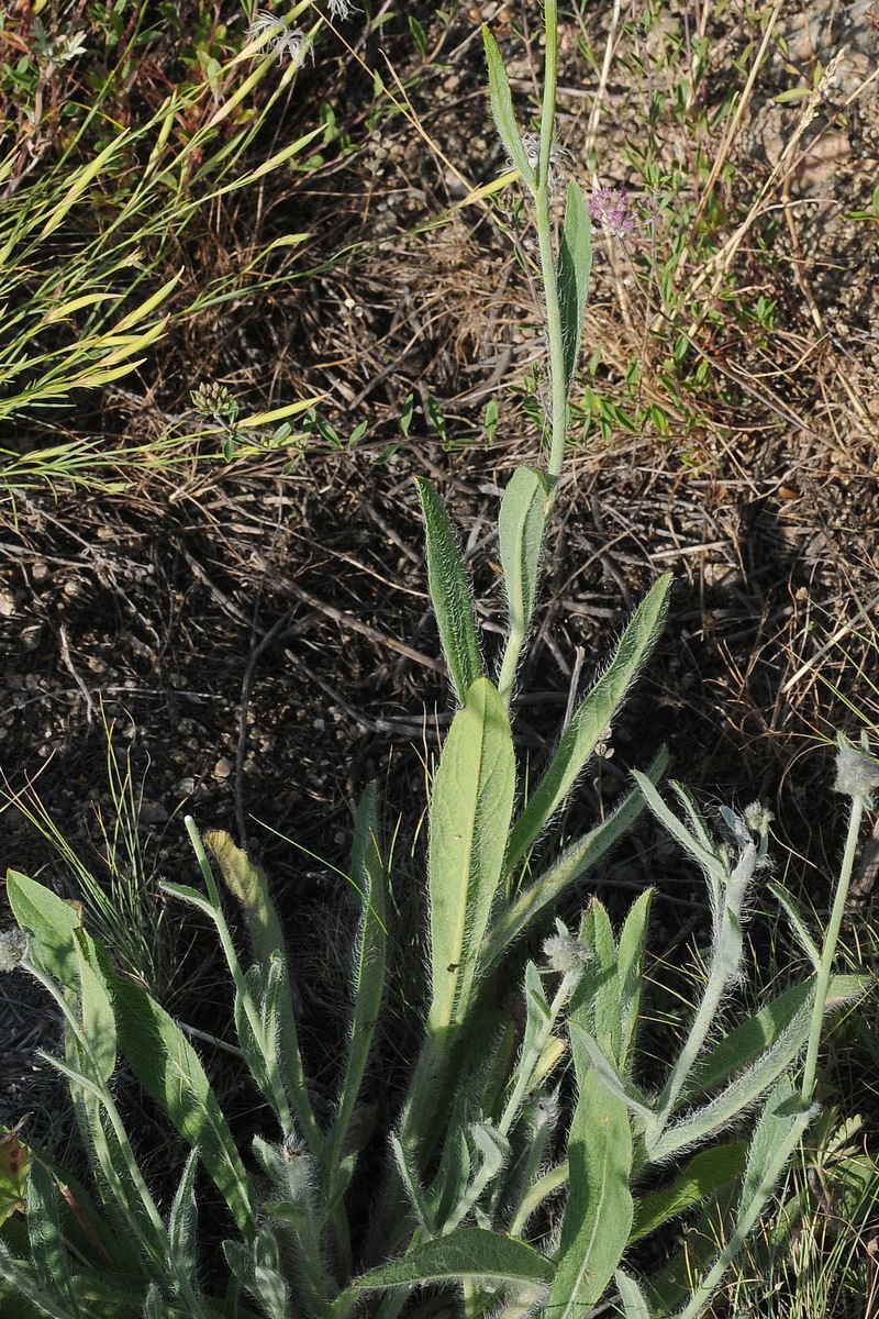 Image of Pilosella procera specimen.