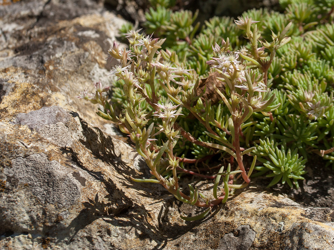 Изображение особи Sedum hispanicum.