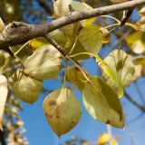 Populus suaveolens. Часть ветви с листьями в осенней окраске (видна их нижняя поверхность). Ленинградская обл., Кировский р-н, пос. Дачное, склон долины р. Мга у шоссе. 04.10.2015.