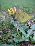 Taraxacum hybernum