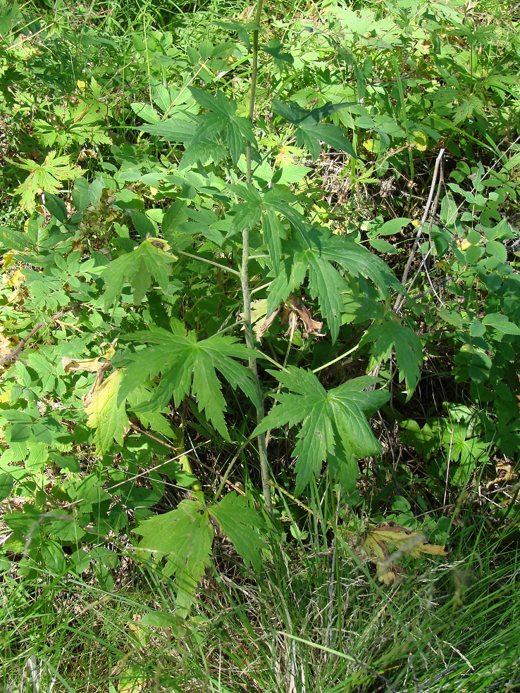 Изображение особи Delphinium elatum.