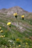 Cousinia grandifolia