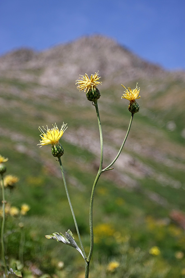 Изображение особи Cousinia grandifolia.