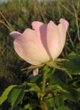 Rosa pygmaea. Цветок. Крым, Карадагский заповедник, хр. Бешташ, степной склон. 2 июня 2015 г.