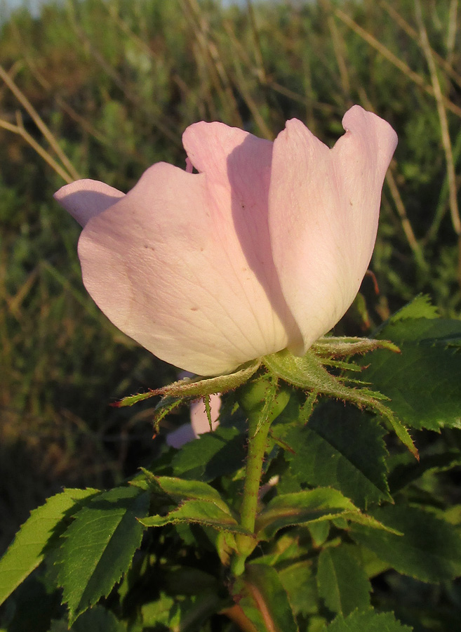 Image of Rosa pygmaea specimen.