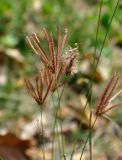 Chloris barbata