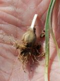 Gagea turkestanica